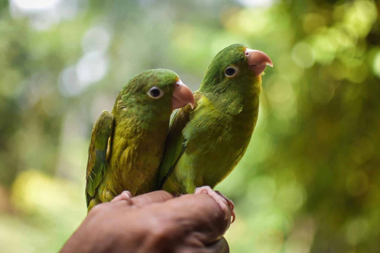 로스나란조스 Entre Bosques Tayrona 빌라 외부 사진