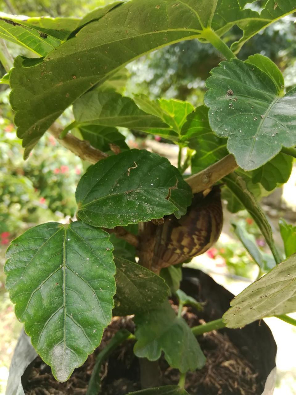 로스나란조스 Entre Bosques Tayrona 빌라 외부 사진