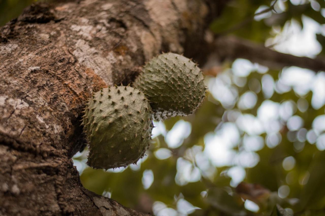 로스나란조스 Entre Bosques Tayrona 빌라 외부 사진